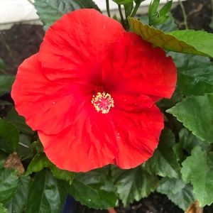 Meet your Posher, Rebecca